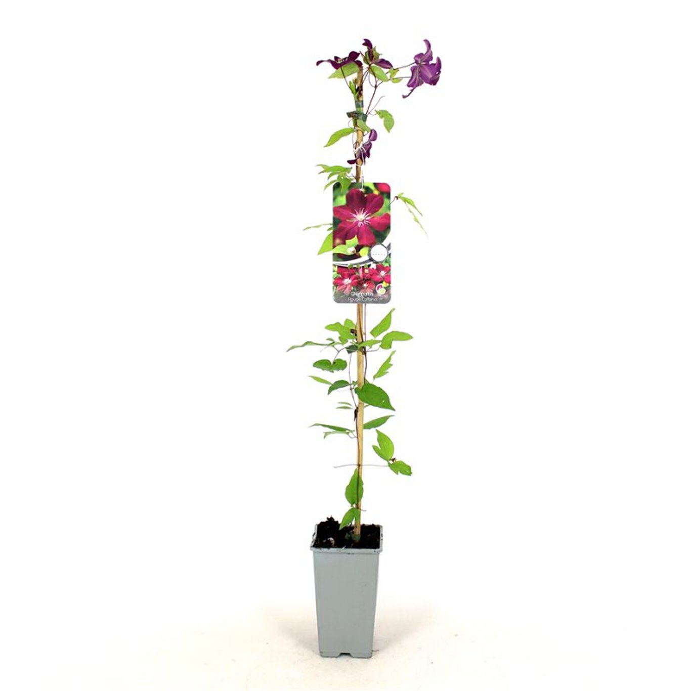 Clematis 'Rouge Cardinal' - C2 80-100 CM Stick